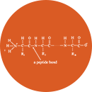 Peptide